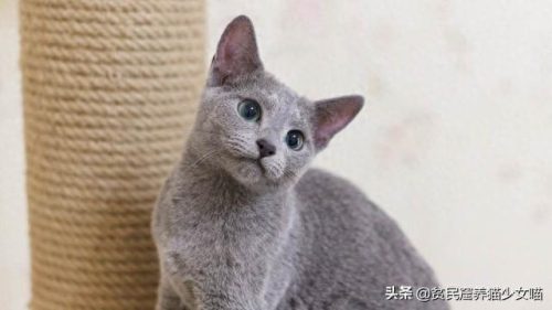 十大萌猫前十名排行榜(地表最好的猫排名)插图7