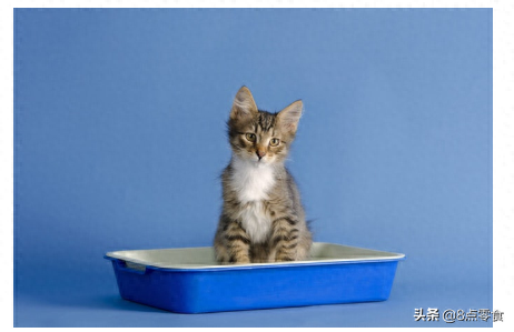 中国十大猫砂品牌排行榜(十大口碑最好的猫砂)插图2 中国十大猫砂品牌排行榜(十大口碑最好的猫砂)插图2