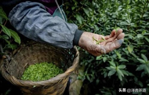 十大茶叶产品排行榜前十名(过期茶叶十大妙用)插图28