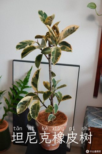 十大放心植物排行榜图片(十大最旺办公室的植物)插图13