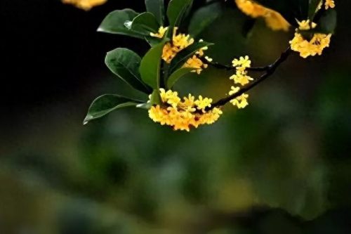中国最美十大名花排行榜(真正的十大名花)插图70