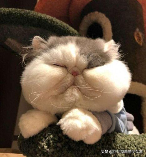 十大萌猫前十名排行榜(地表最好的猫排名)插图6