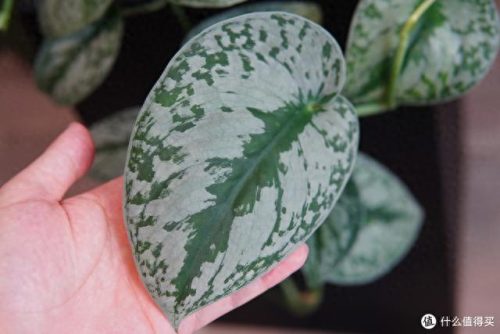 十大放心植物排行榜图片(十大最旺办公室的植物)插图4