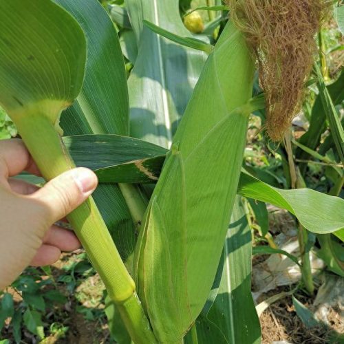 十大彩甜糯玉米品种排行榜(糯玉米品种前十名)