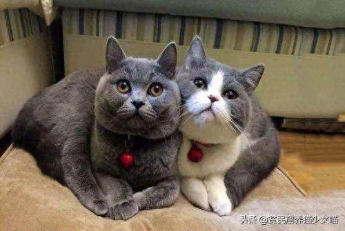 十大萌猫前十名排行榜(地表最好的猫排名)插图19