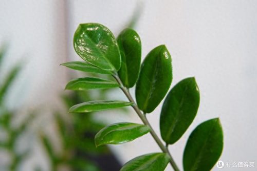 十大放心植物排行榜图片(十大最旺办公室的植物)插图18