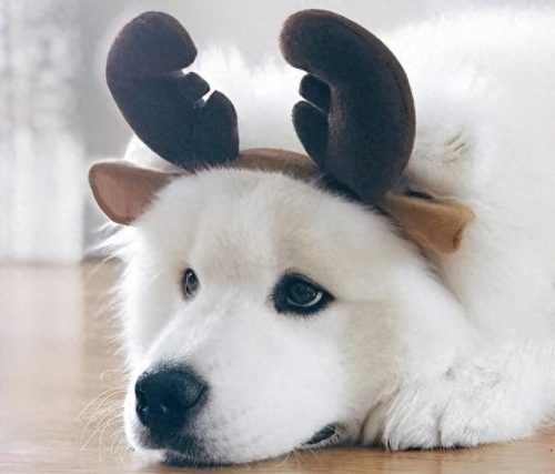 十大无攻击力犬排行榜(十大最干净最好养的中型犬)插图