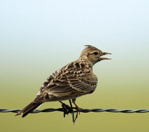 国家保护动物价格排名前十(麻雀是几级保护动物)插图