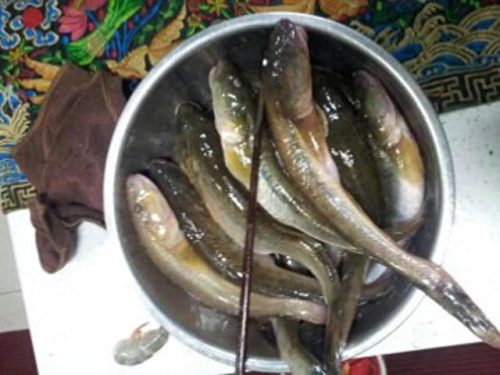 连云港钓鱼大师排名前十(侯德胜钓鱼大师)插图 连云港钓鱼大师排名前十(侯德胜钓鱼大师)插图