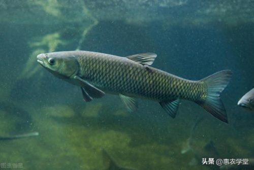 十大淡水鱼价格排行榜(2023淡水鱼行情分析)插图 十大淡水鱼价格排行榜(2023淡水鱼行情分析)插图