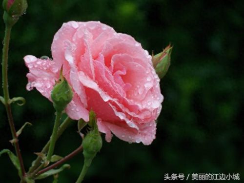 文化中的十大名花排行榜(真正的十大名花)插图4