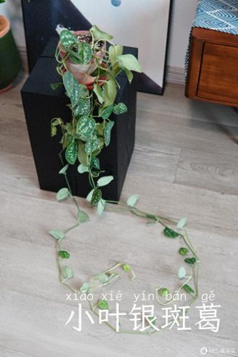 十大放心植物排行榜图片(十大最旺办公室的植物)插图5