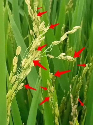 连云港水稻排名前十(目前连云港水稻价格)插图16 连云港水稻排名前十(目前连云港水稻价格)插图16