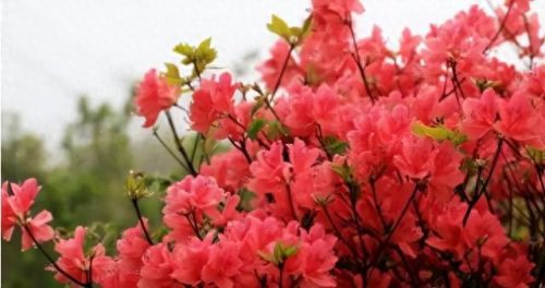 中国最美十大名花排行榜(真正的十大名花)插图48