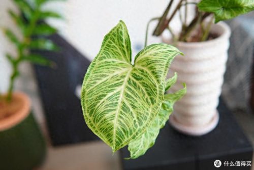 十大放心植物排行榜图片(十大最旺办公室的植物)插图22