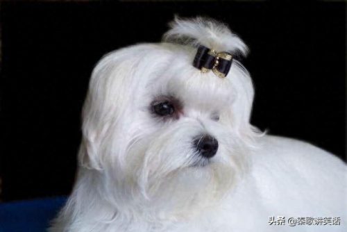 十大名牌小型犬排行榜图片(中国十大品牌小型犬)插图5