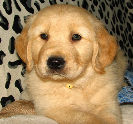 世界十大最可爱的狗排行榜(世界十大最可爱动物)插图