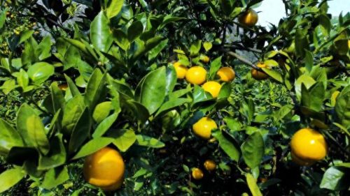 冬奥会水果排名前十(冬奥会创意水果)插图10 冬奥会水果排名前十(冬奥会创意水果)插图10