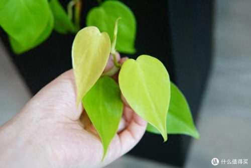 十大放心植物排行榜图片(十大最旺办公室的植物)插图28