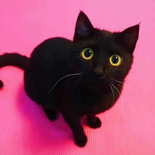 十大聪明猫排行榜前十名(十大最笨的猫排名)插图1