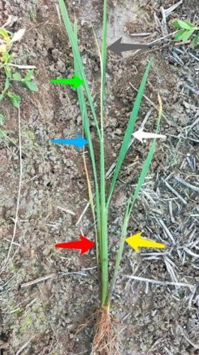 连云港水稻排名前十(目前连云港水稻价格)插图5 连云港水稻排名前十(目前连云港水稻价格)插图5