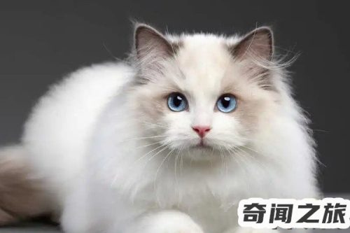 多少钱买一只布偶猫(2020年布偶猫多少钱一只)插图1 多少钱买一只布偶猫(2020年布偶猫多少钱一只)插图1