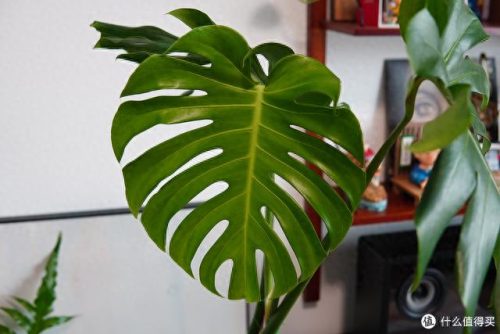 十大放心植物排行榜图片(十大最旺办公室的植物)插图60