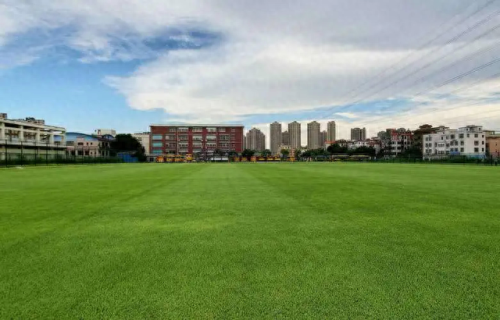 陕西人造草坪厂排名前十(陕西休闲人造草坪哪家好)