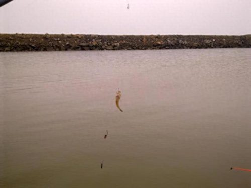 连云港钓鱼大师排名前十(侯德胜钓鱼大师)插图8 连云港钓鱼大师排名前十(侯德胜钓鱼大师)插图8