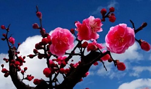 中国最美十大名花排行榜(真正的十大名花)插图2