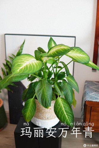 十大放心植物排行榜图片(十大最旺办公室的植物)插图11