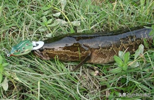 十大最凶猛的鱼排行榜名字(十大养不死鱼不用加氧)插图2