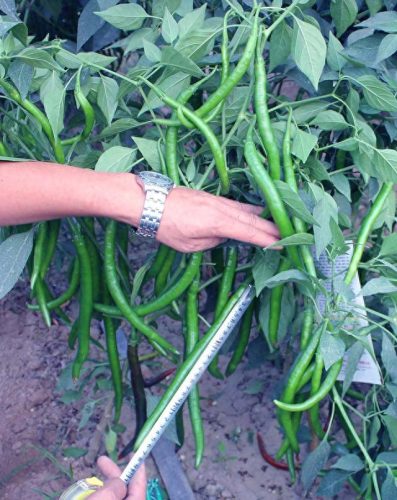 线椒种子十大排行榜(全国出名的线椒种子)插图2