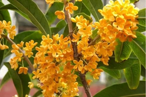 中国最美十大名花排行榜(真正的十大名花)插图71