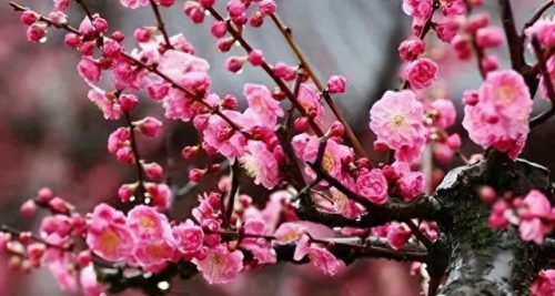 中国最美十大名花排行榜(真正的十大名花)插图6