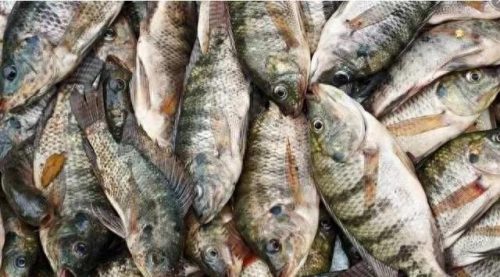 十大不健康的鱼类排行榜(鱼类催产激素排行榜)插图