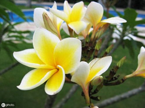 世界十大名花排行榜图片(全球十大名花排名)插图11