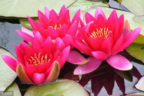 世界十大名花排行榜图片(全球十大名花排名)插图10