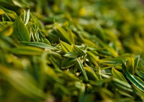 中国十大茶树排行榜前十名(最好母茶树排行榜)插图1