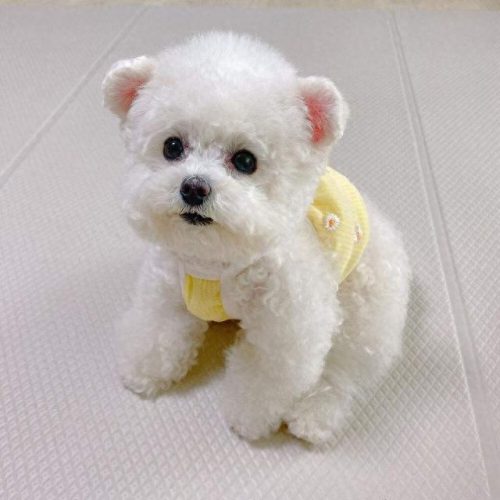 十大无攻击力犬排行榜(十大最干净最好养的中型犬)插图11