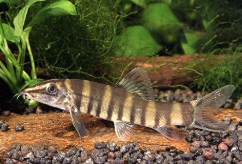 十大野生观赏鱼排行榜(中国本土观赏鱼大全)插图6