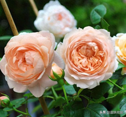 十大香水香味排行榜前十名(香水淡香排行榜前十名)插图9 十大香水香味排行榜前十名(香水淡香排行榜前十名)插图9