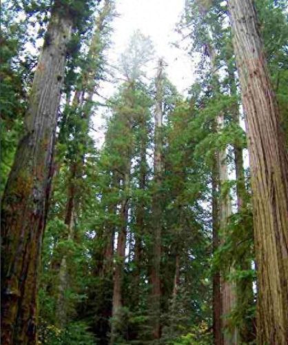 十大最长寿的树种排行榜(中国十大珍贵树种图片)插图3