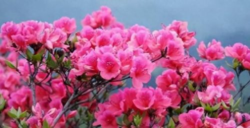 中国最美十大名花排行榜(真正的十大名花)插图47