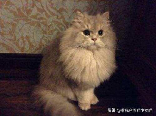 十大萌猫前十名排行榜(地表最好的猫排名)插图8