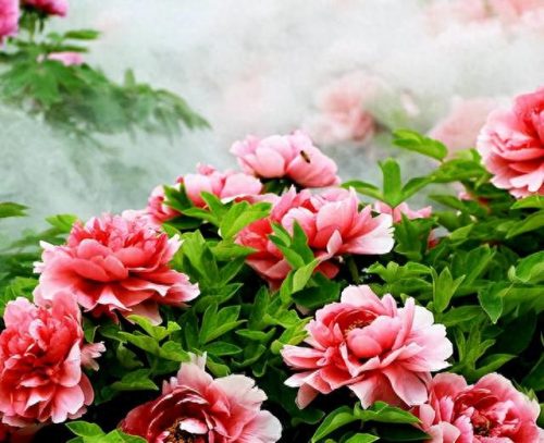 中国最美十大名花排行榜(真正的十大名花)插图8