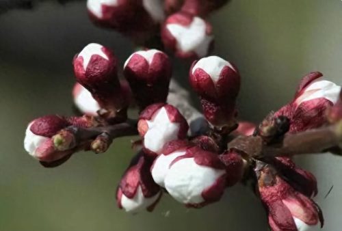 中国最美十大名花排行榜(真正的十大名花)插图3