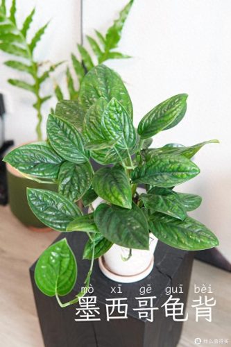 十大放心植物排行榜图片(十大最旺办公室的植物)插图41