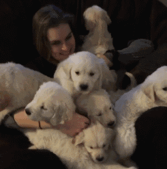 十大无攻击力犬排行榜(十大最干净最好养的中型犬)插图8