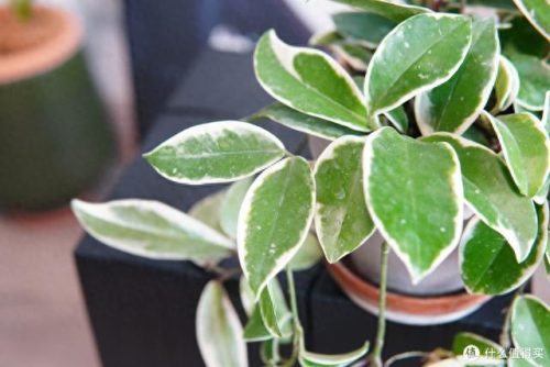 十大放心植物排行榜图片(十大最旺办公室的植物)插图52